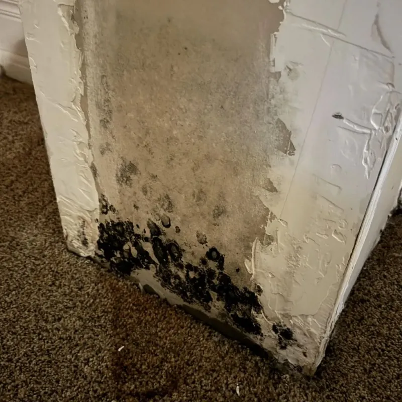 Professional Mold Removal in Hickory Creek, TX